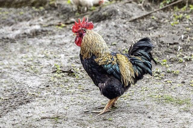 Symbolika a význam zásnubního obřadu v alžírské kultuře