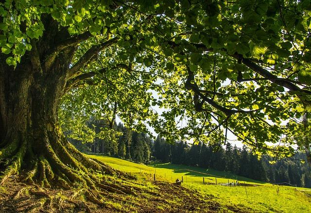 Přírodní památka ⁣Adršpach: Návštěva skalních labirintů